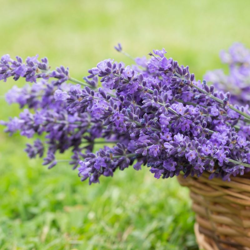 Estratto Di Lavanda