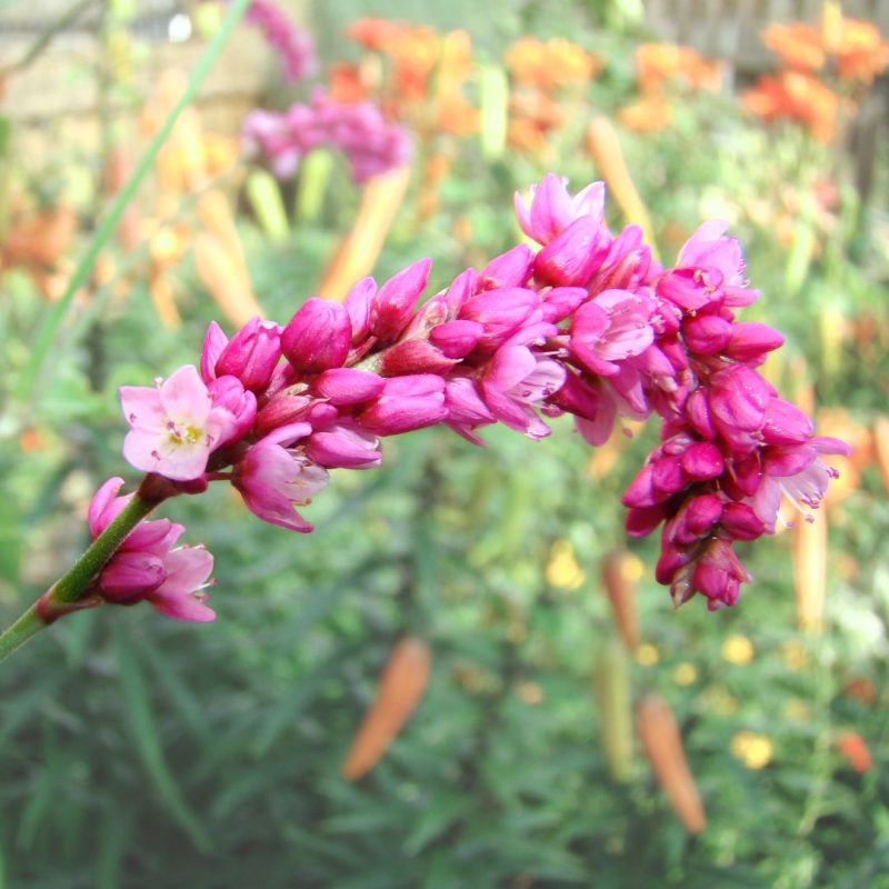 Estratto Di Persicaria Tintoria