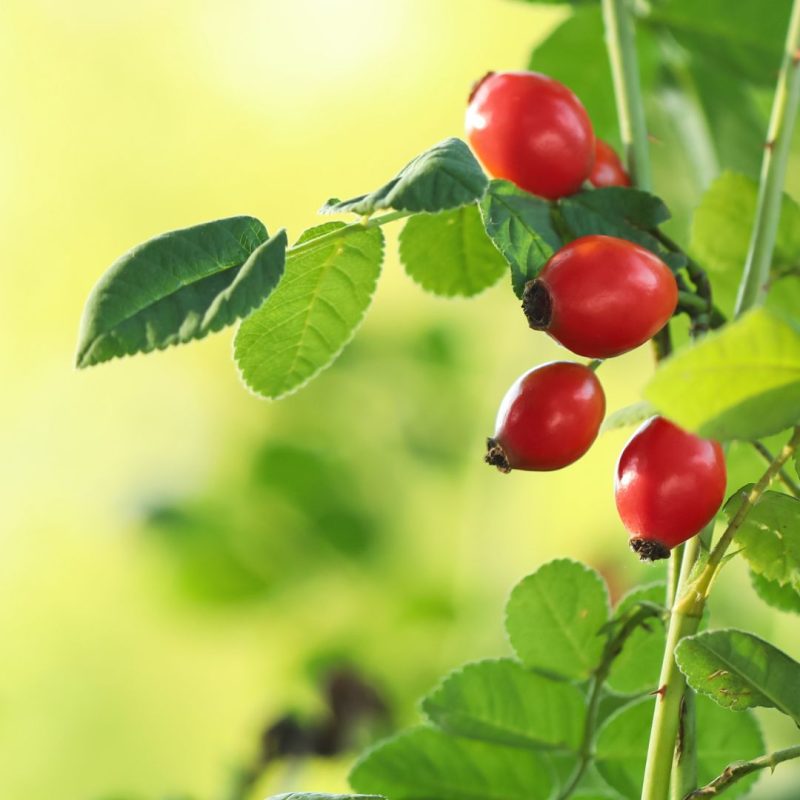 Estratto Di Rosa Canina