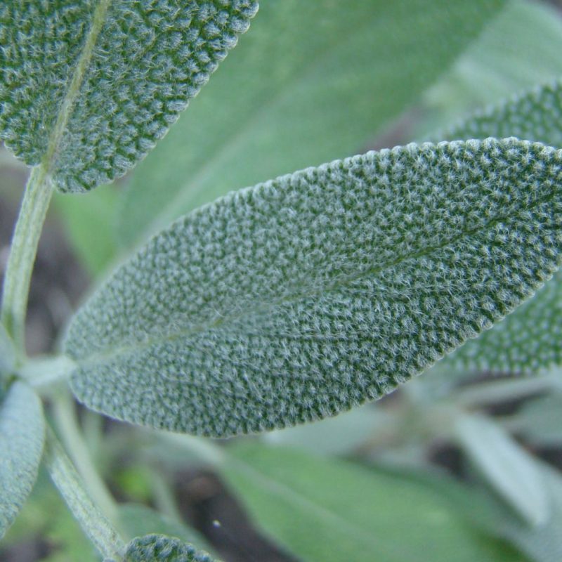 Estratto Di Salvia