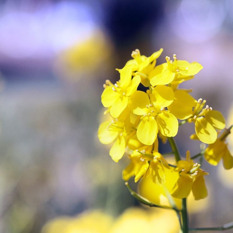 Olio Di Colza